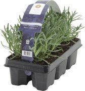 6x Lavendula Angustifolia - Lavendel paars - ↑15cm - Ø7cm