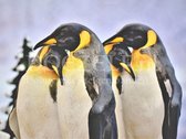 Diamond Painting Pinguins 20x30cm. (Volledige bedekking - Vierkante steentjes) diamondpainting inclusief tools