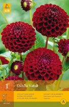2 stuks 1 Dahlia Natal