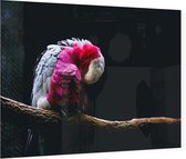 Roze kaketoe op zwarte achtergrond - Foto op Plexiglas - 60 x 40 cm