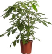 Kamerplant van Botanicly – Vingersboom – Hoogte: 100 cm – Schefflera Amate