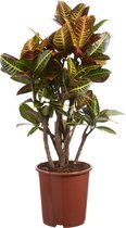 Kamerplant van Botanicly – Croton – Hoogte: 110 cm – Codiaeum variegatum Petra