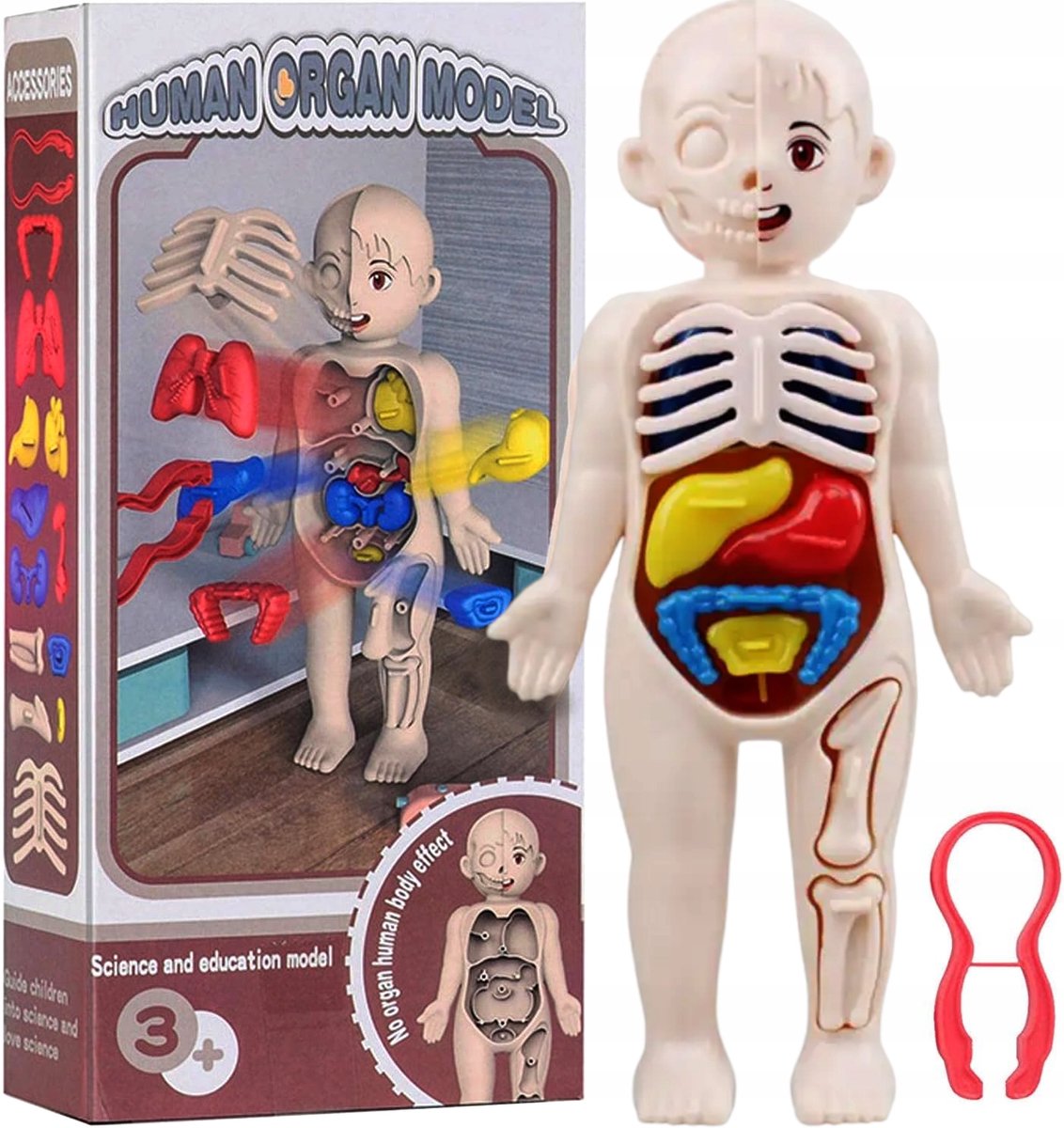 Anatomisch Model Menselijk Lichaam met Organen voor Kinderen