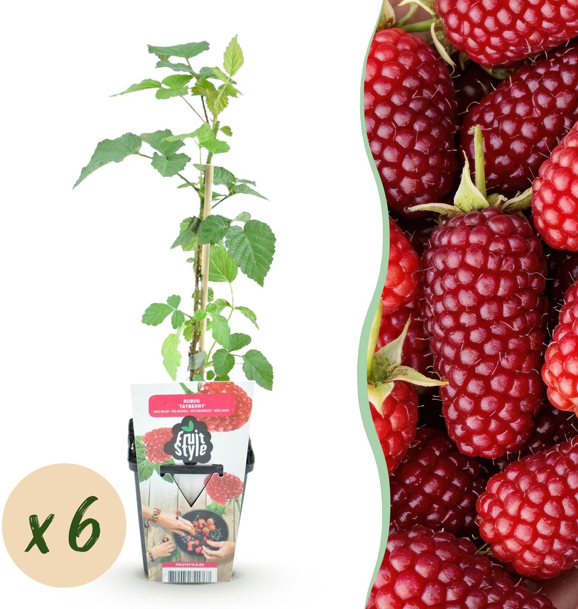 Plantenboetiek.nl | Taybes - Rubus Tayberry - Winterhard - 6 Planten - Ø9cm - 15-25cm hoog - Tuinplant