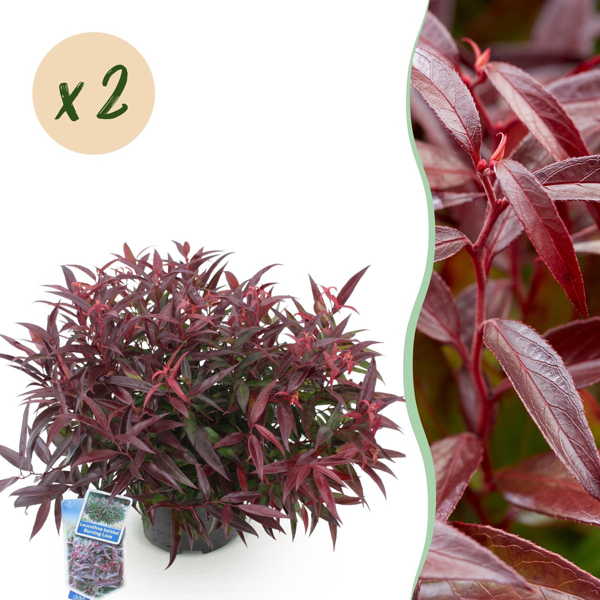 Plantenboetiek.nl | Leucothoe Burning Love - Rood - 2 Planten - Groenblijvend - Weinig Onderhoud - Ø17cm - 35-45cm hoog - Tuinplant