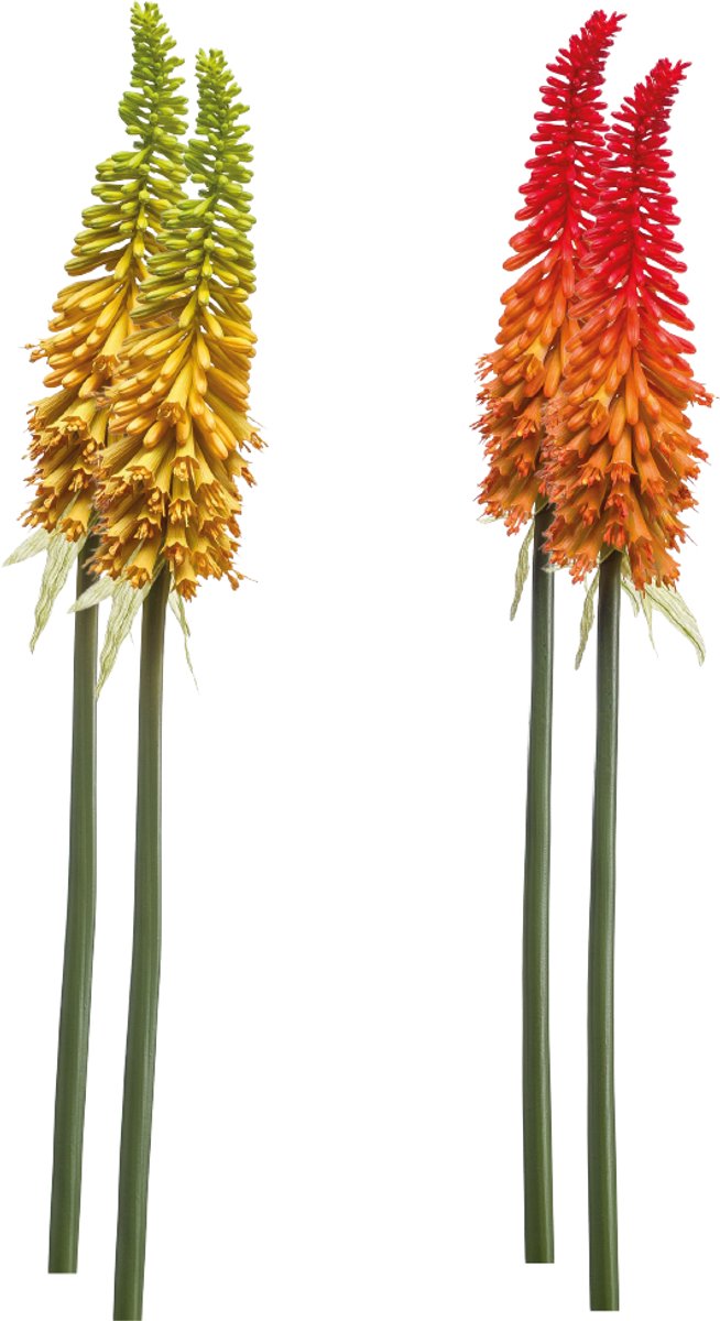 Emerald Kunstbloem Kniphofia 85cm - Set van 4 - Kunstplant voor binnen Geel & Rood/Oranje - Set van 4