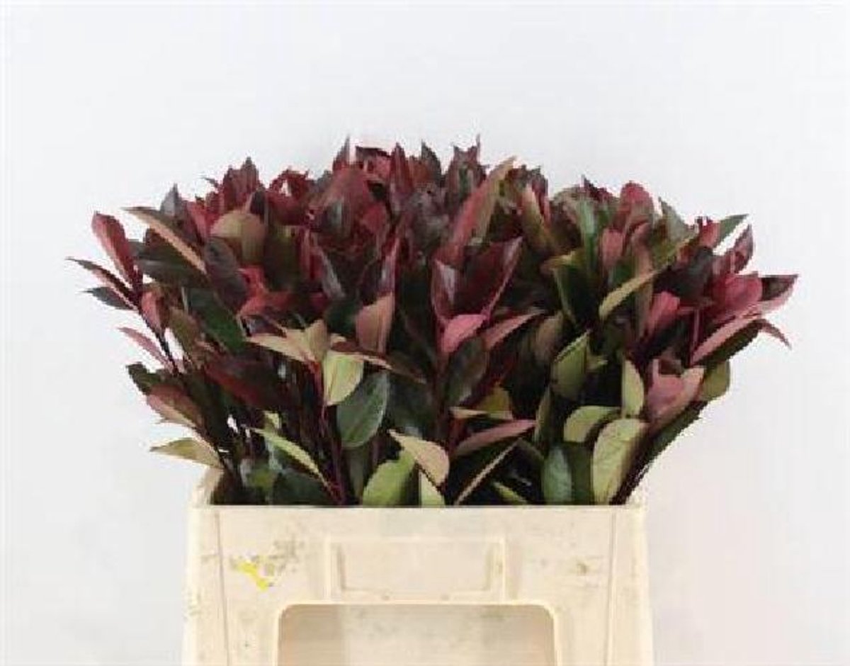 20x Sg photinia red robin 60cm