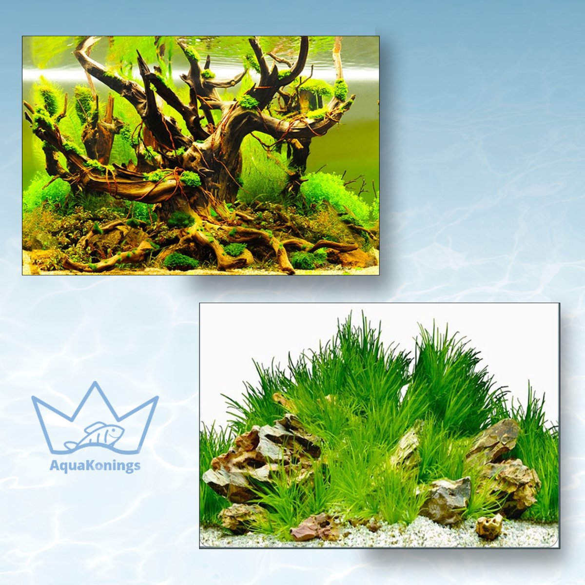 AquaKonings Aquarium Poster – Waterdicht - Decoratie Vis Poster - Aquarium Decoratie - Aquarium Wand - 100x30 cm - K
