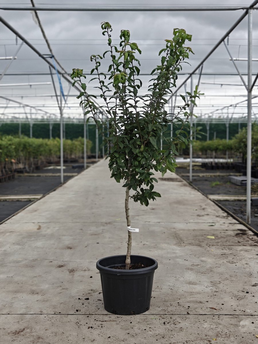 Mespilus germanicus 'Bredase Reus' - Oude Mispelboom - Onderstam BA29 - 45L pot - ca. 2m