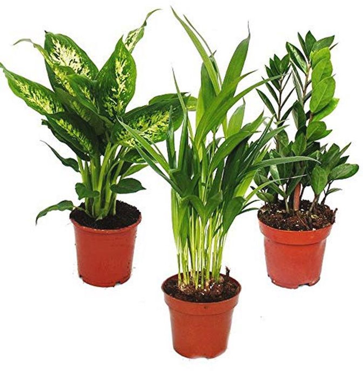 Kamerplantenset - Dieffenbachia, Dypsis lutescens & Zamioculcas - 3 onderhoudsvriendelijke