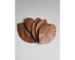 bladeren Catappa XL plantaardig bruin 10 stuks
