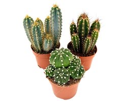 Plant in a Box - Cactusmix - Set van 3 - Cactus - Hoogte 15-20cm - ⌀10,5cm