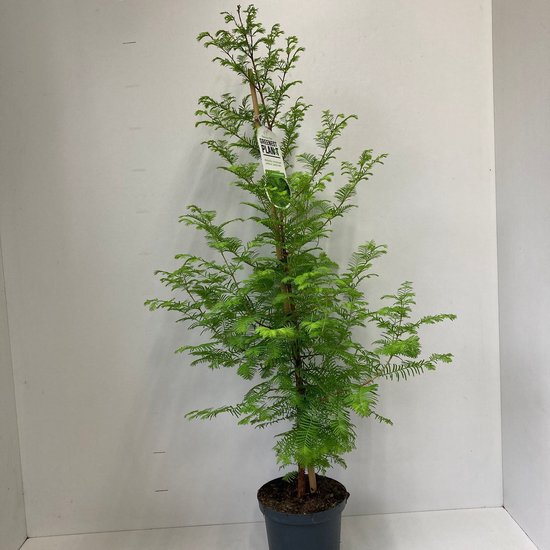 Metasequoia glyptostroboides - Watercipres | 100-110 cm pot