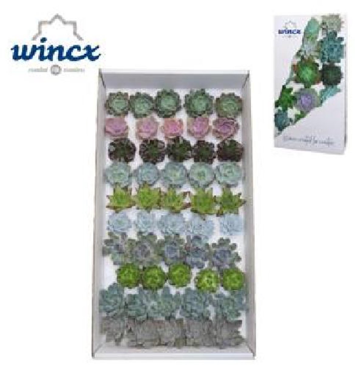 50x Echeveria mix var.wincx