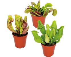 JUNAVERA Vleesetende Planten Mix | Per Stuk | In 9 cm pot