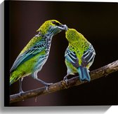 WallClassics - Canvas - Two Spotted Tangara Vogels - 40x40 cm Image sur Toile Peinture (Décoration murale sur Toile)