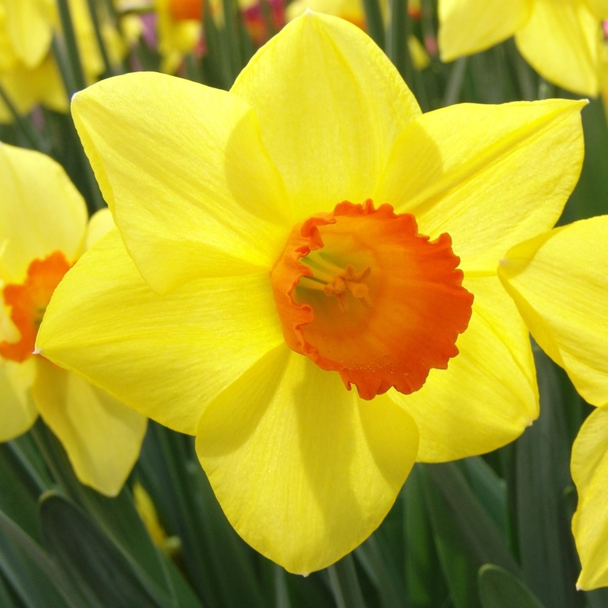Narcis Brackenhurst | 10 stuks | Large cup | Geel | Oranje