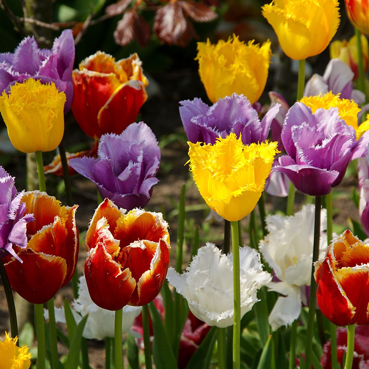Bloembollen Mix Gefranjerde Tulpen | 150 stuks | Meerkleurig |