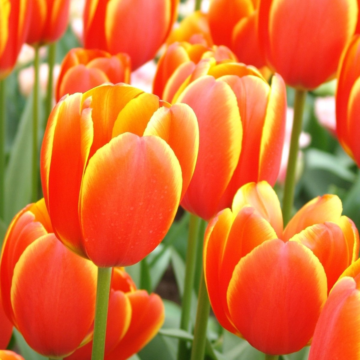 Tulp World's Favourite® | 10 stuks | Darwinhybride | Oranje | Rood