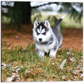 WallClassics - Dibond - Siberische Husky Pup Rennend door het Gras - 50x50 cm Foto op Aluminium (Met Ophangsysteem)
