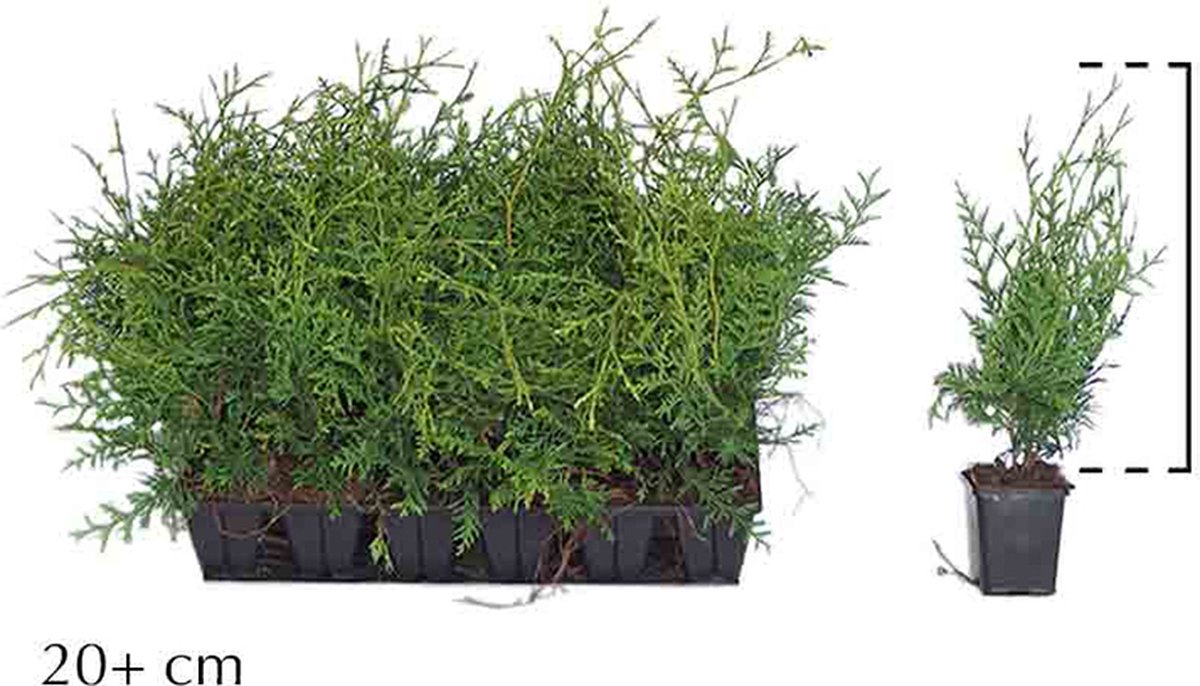 Plants Online - Haagplanten - Thuja 'Brabant' - 0.7 liter pot - tray - set van 18 - Snel zichtdicht - Vruchtdragend - Weinig onderhoud - Zeer winterhard