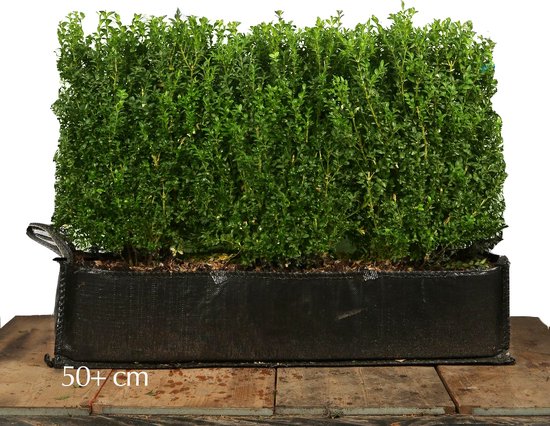 3 stuks | Buxus - Kubussen Kant-en-klaar Hagen 50-60 cm - Compacte ...