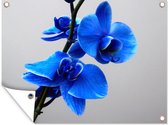 Tuin decoratie Blauwe Orchidee - 40x30 cm - Tuindoek - Buitenposter