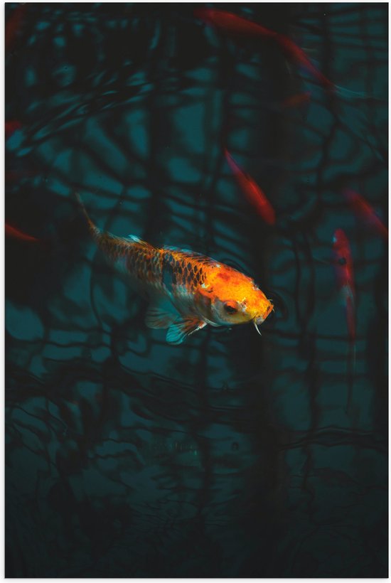 WallClassics - Poster (Matte) - Oranje Koi in the Water - 50x75 cm Photo sur Papier Poster avec un aspect Mat