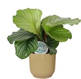 Calathea orbifolia in ELHO ® Vibes Fold Rond (botergeel) - Forever Plants - Handmatig - Groene plant- Hoogte  45 cm