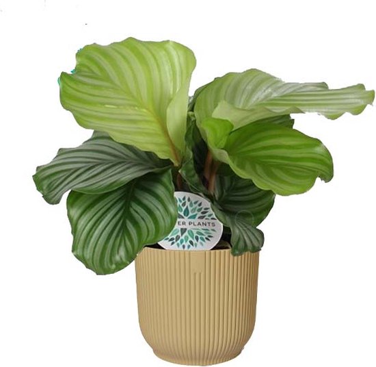 Calathea orbifolia en ELHO ® Vibes Fold Round (jaune beurre) Forever Plants Manuel...
