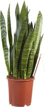 Sanseveria, vrouwentong - Fachjan - Groene Plant- Hoogte  50 cm