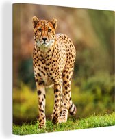 Toile - Cheetah - Herbe - Animaux - Intérieur - 50x50 cm - Toile - Peintures sur toile
