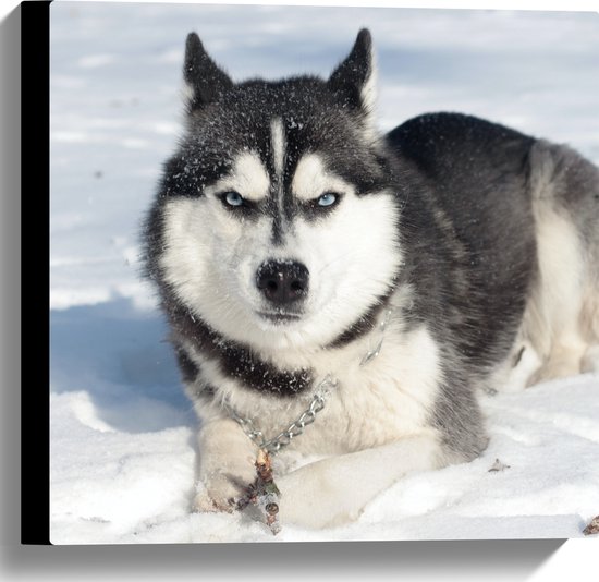 WallClassics - Toile - Husky en colère dans la neige - 40x40 cm Tableau sur toile (Décoration murale sur toile)