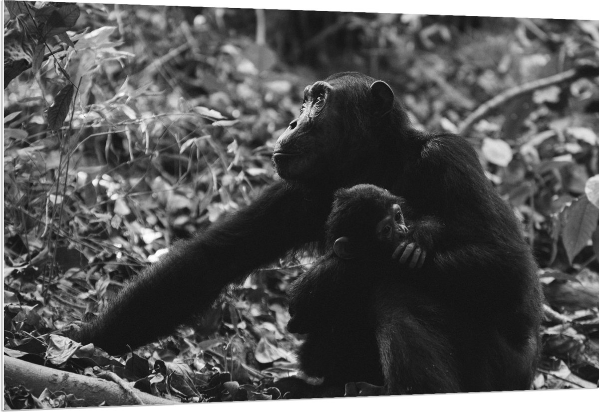 PVC Schuimplaat - Chimpansee met Baby Zwart / Wit - 150x100 cm Foto op PVC Schuimplaat (Met Ophangsysteem)
