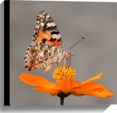WallClassics - Canvas  - Vlinder op Oranje Bloem - 40x40 cm Foto op Canvas Schilderij (Wanddecoratie op Canvas)