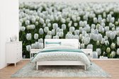 Behang - Fotobehang Een gebied van witte tulpen in de lente - Breedte 500 cm x hoogte 280 cm