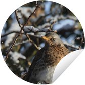 Tuincirkel Een kramsvogel in een boom in de winter - 60x60 cm - Ronde Tuinposter - Buiten