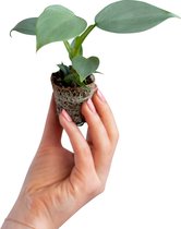 PLNTS - Baby Philodendron Hastatum Silver Sword - Kamerplant - Stekplantje 2 cm - Hoogte 15 cm