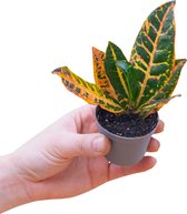 PLNTS - Baby Codiaeum Petra (Wonderstruik) - Kamerplant - Kweekpot 6 cm - Hoogte 15 cm