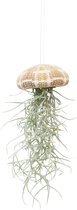 PLNTS - Baby Tillandsia Usneoides Large (Luchtplantje) - Kamerplant - Stekplantje - Hoogte 15 cm