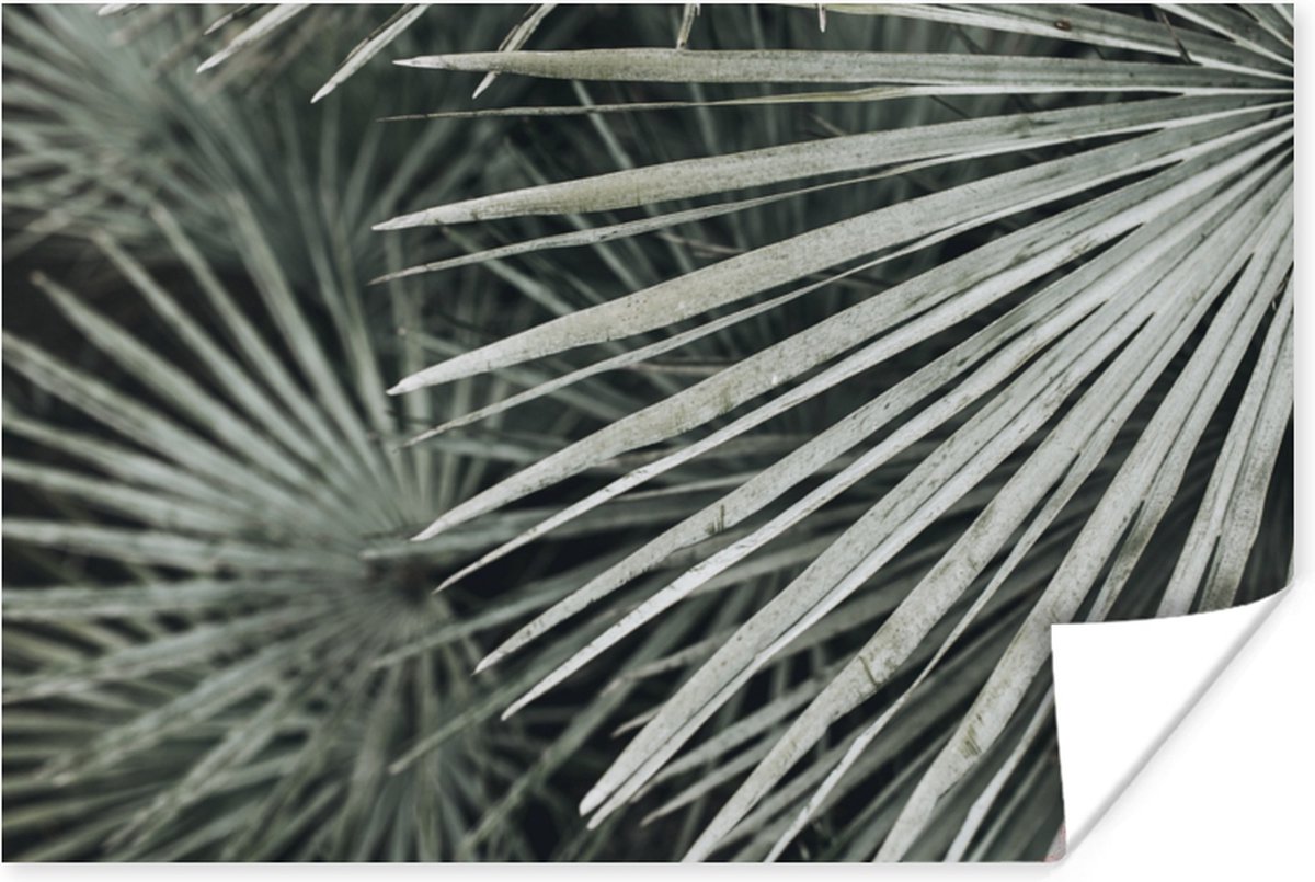 Poster Bladeren - Groen - Palm - 60x40 cm