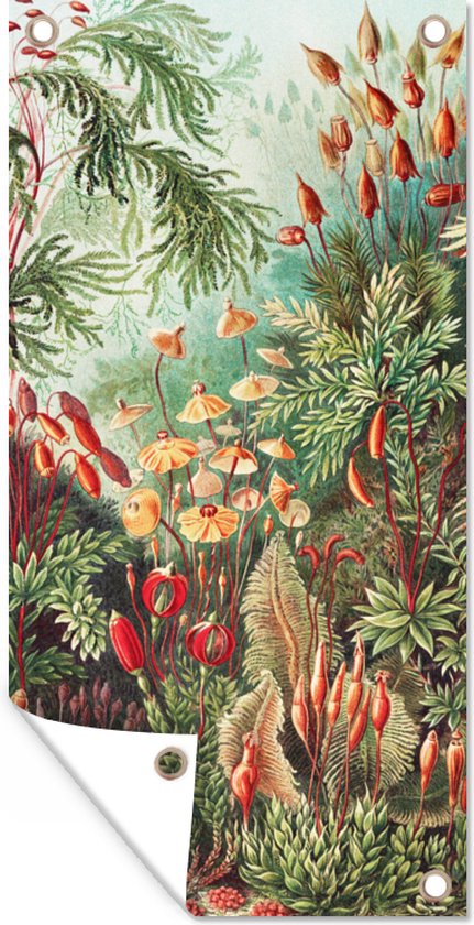 Tuin - Tuinposter - Bloemen - Kunst - Vintage - Planten - Ernst Haeckel - 40x80 cm - Muurdecoratie - Tuinschilderij - Tuindoek - Buitenposter