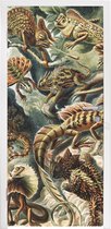 Deursticker Vintage - Kunst - Ernst Haeckel - Salamanders - Dieren - 75x205 cm - Deurposter
