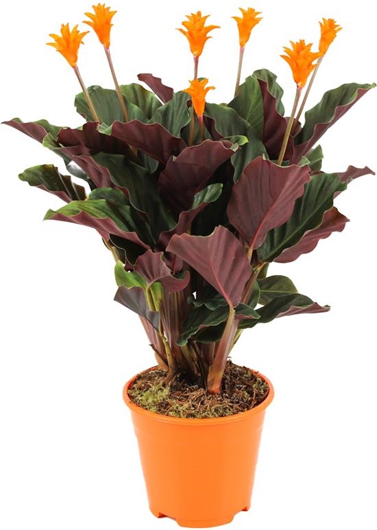 ZynesFlora - Calathea Crocata - Ø 14 cm - Hoogte: 40 - 45cm - Luchtzuiverend - Kamerplant