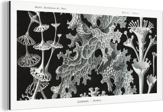 Wanddecoratie Metaal - Aluminium Schilderij Industrieel - Kunst - Koraal - Ernst Haeckel - Oude meesters - Natuur - 160x80 cm - Dibond - Foto op aluminium - Industriële muurdecoratie - Voor de woonkamer/slaapkamer