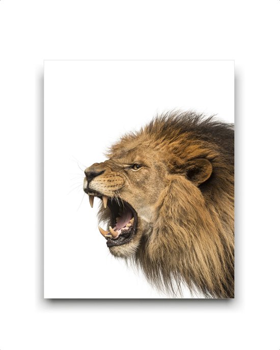 Schilderij  Safari leeuw brul - gekleurd / Dieren / 40x30cm