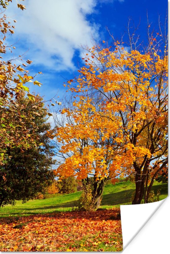 Poster Boom - Bladeren - Herfst - Seizoenen - 40x60 cm