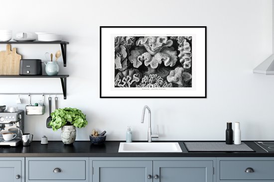 Cadre photo avec affiche - Art - Corail - Ernst Haeckel - Maîtres anciens - Nature - 90x60 cm - Cadre pour affiche