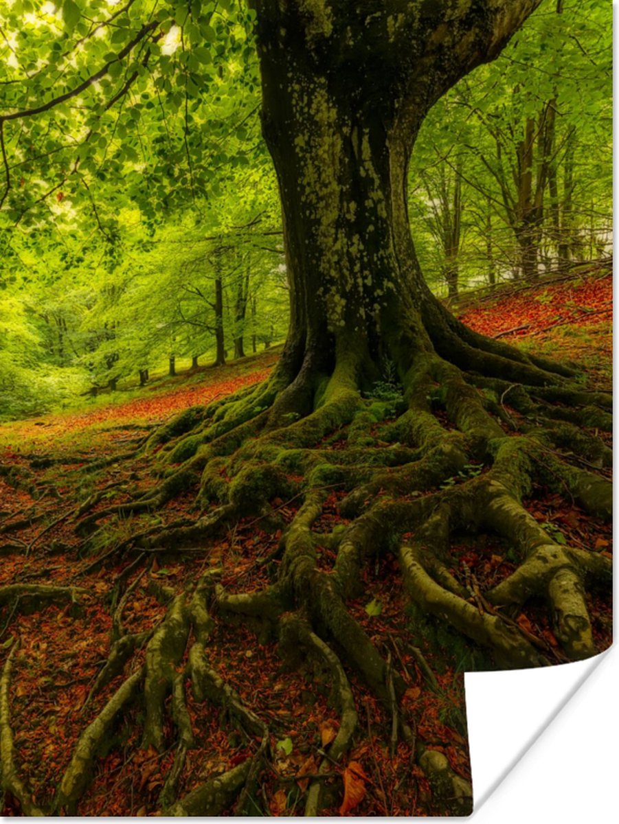 Poster Boom - Bos - Herfstbladeren - 60x80 cm