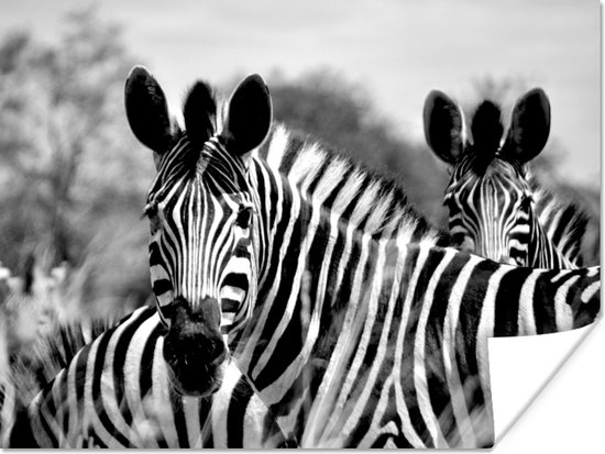 Affiche Zebra - Zwart - Wit - Animaux - 160x120 cm XXL